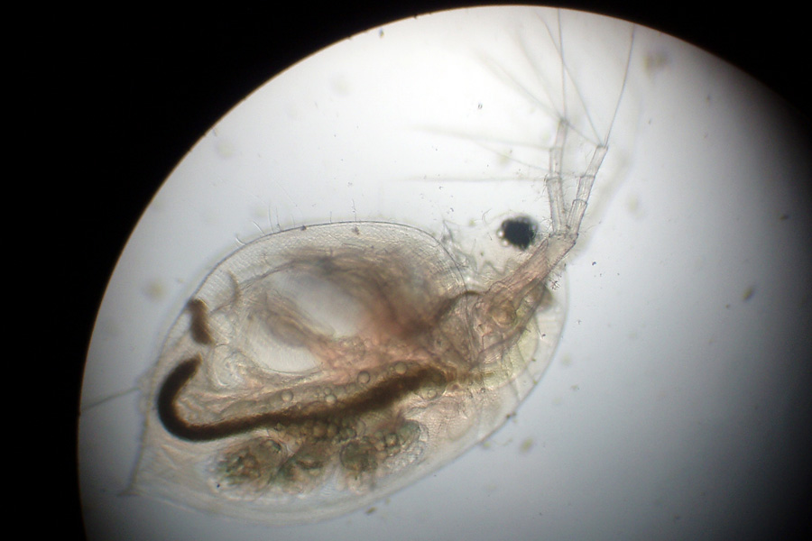Daphnia (Daphnia) obtusa